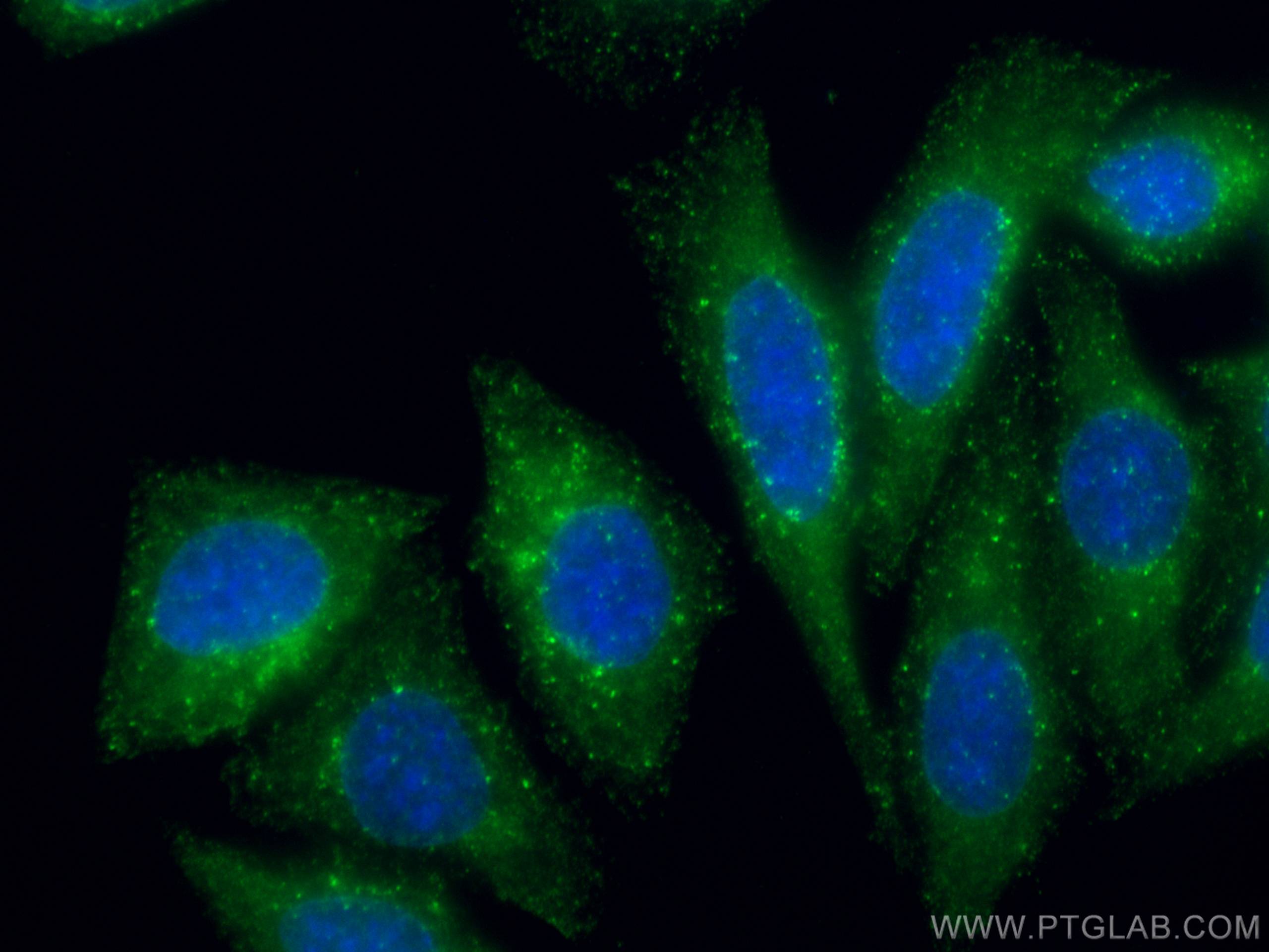 Immunofluorescence (IF) / fluorescent staining of HepG2 cells using HGS Monoclonal antibody (67818-1-Ig)