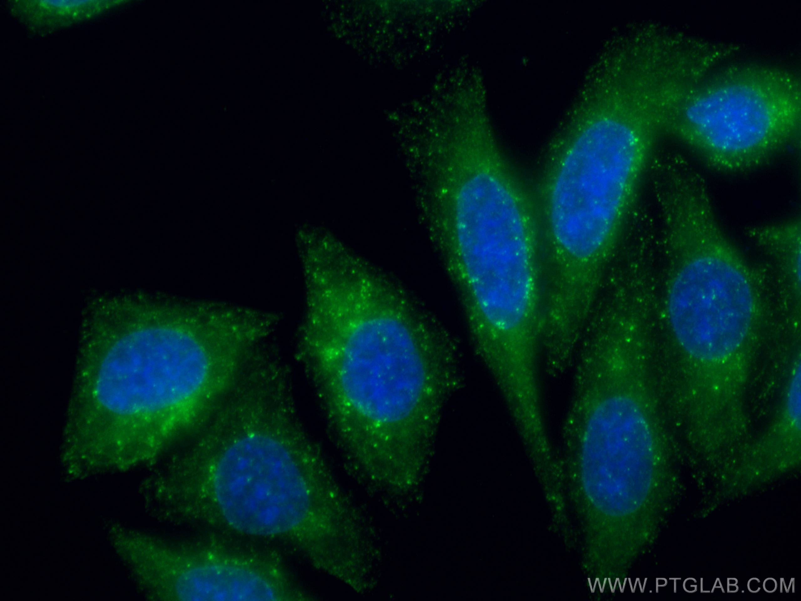 IF Staining of HepG2 using 67818-1-Ig