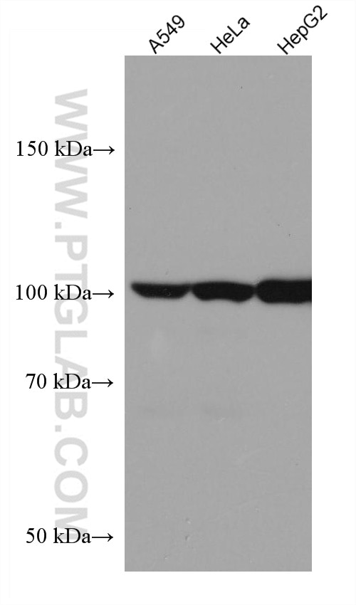 Western Blot (WB) analysis of various lysates using HGS Monoclonal antibody (67818-1-Ig)