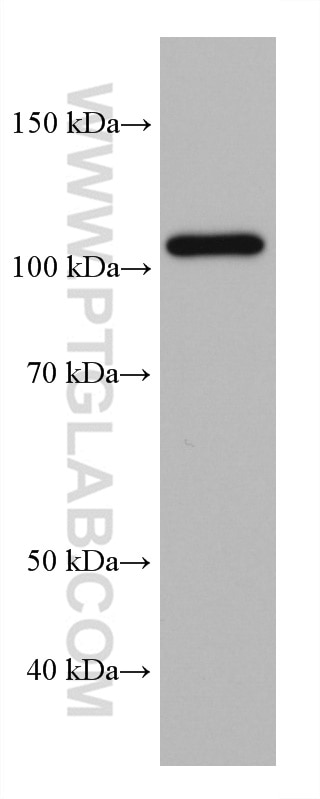 Western Blot (WB) analysis of PC-12 cells using HGS Monoclonal antibody (67818-1-Ig)
