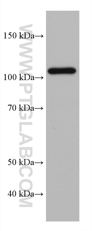 WB analysis of PC-12 using 67818-1-Ig