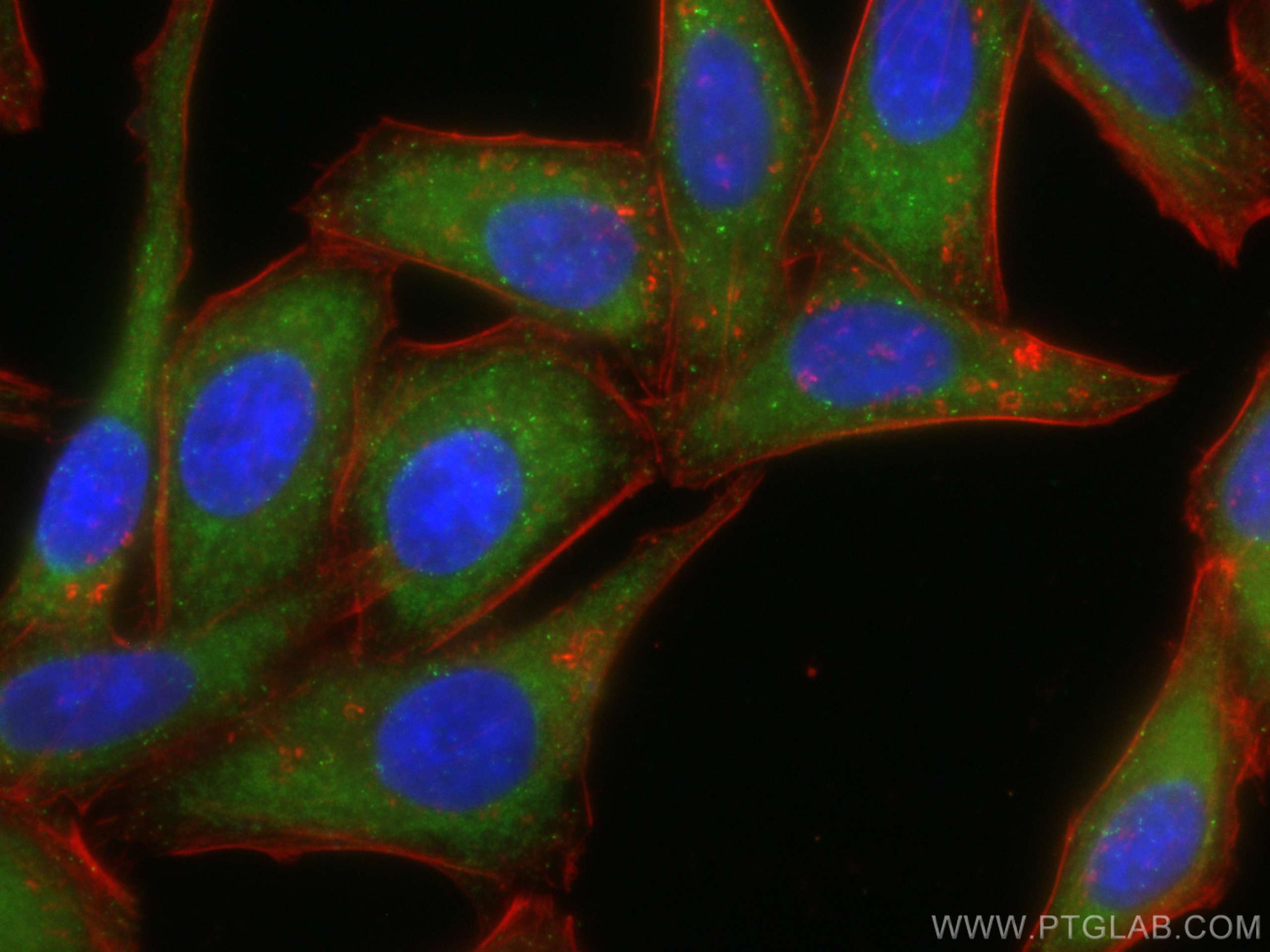 Immunofluorescence (IF) / fluorescent staining of HepG2 cells using CoraLite® Plus 488-conjugated HGS Monoclonal antib (CL488-67818)