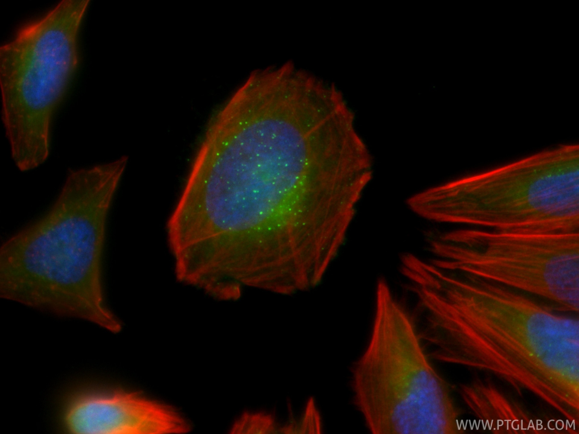 IF Staining of Saos-2 using CL488-87420 Immunofluorescence (IF) / fluorescent staining of Saos-2 cells using CoraLite® Plus 488-conjugated HGS Recombinant mono (CL488-87420)
