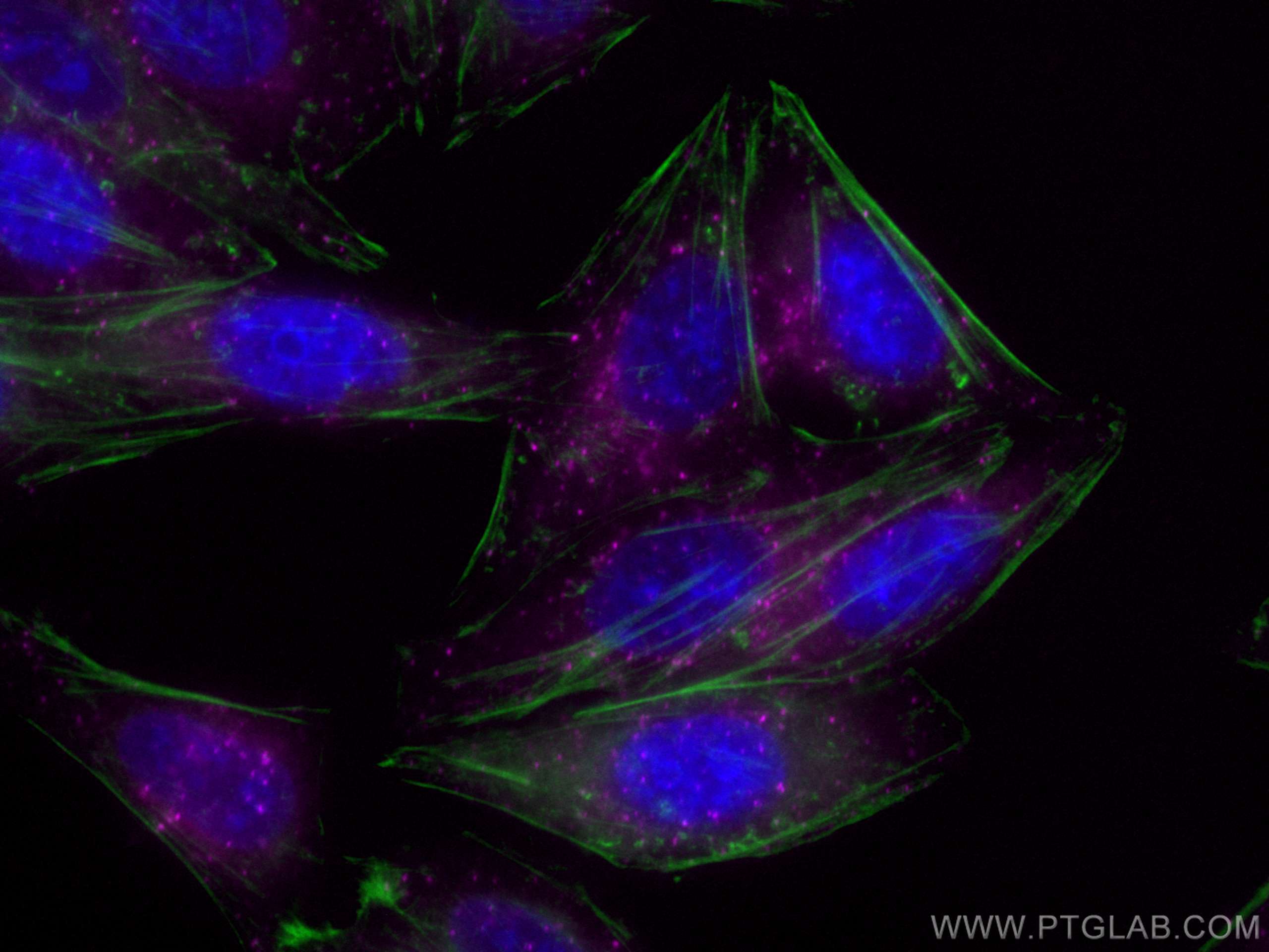 Immunofluorescence (IF) / fluorescent staining of HepG2 cells using CoraLite® Plus 647-conjugated HGS Monoclonal antib (CL647-67818)