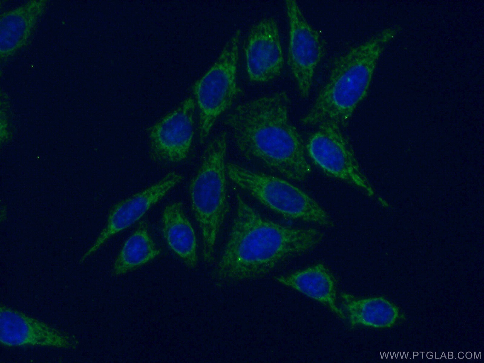 IF Staining of HepG2 using 12399-1-AP