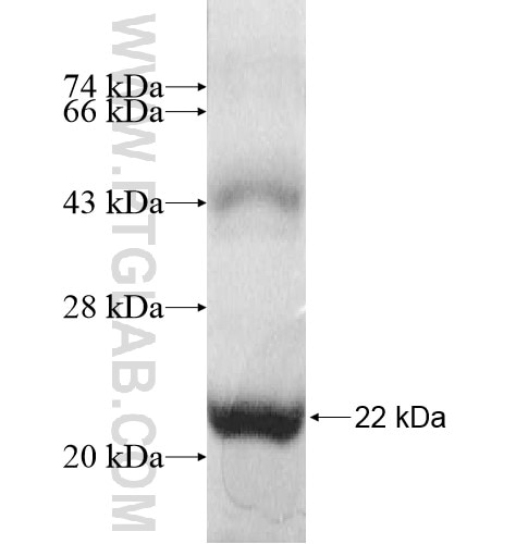 HHATL fusion protein Ag11025 SDS-PAGE