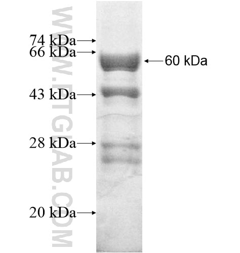 HHEX fusion protein Ag13423 SDS-PAGE