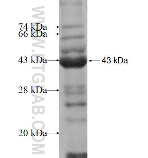 HHLA2 fusion protein Ag9822 SDS-PAGE