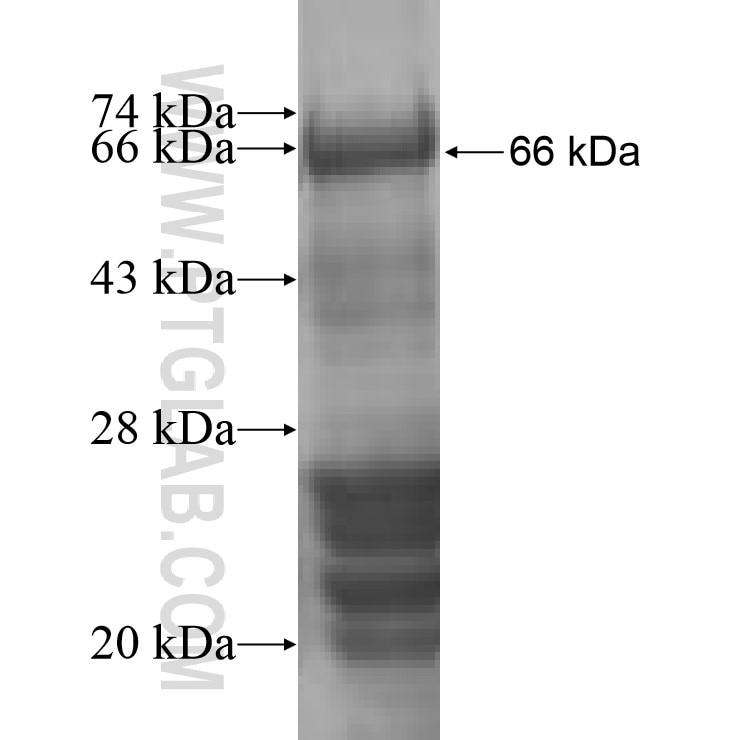 HHLA2 fusion protein Ag9845 SDS-PAGE