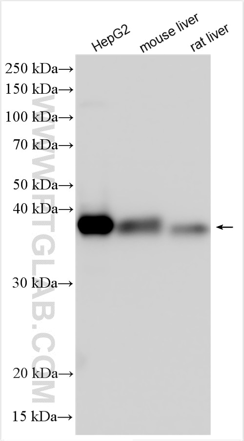 Western Blot (WB) analysis of various lysates using HIBCH Polyclonal antibody (14603-1-AP)