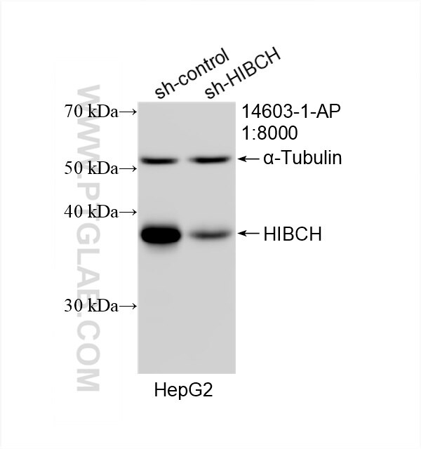Western Blot (WB) analysis of HepG2 cells using HIBCH Polyclonal antibody (14603-1-AP)