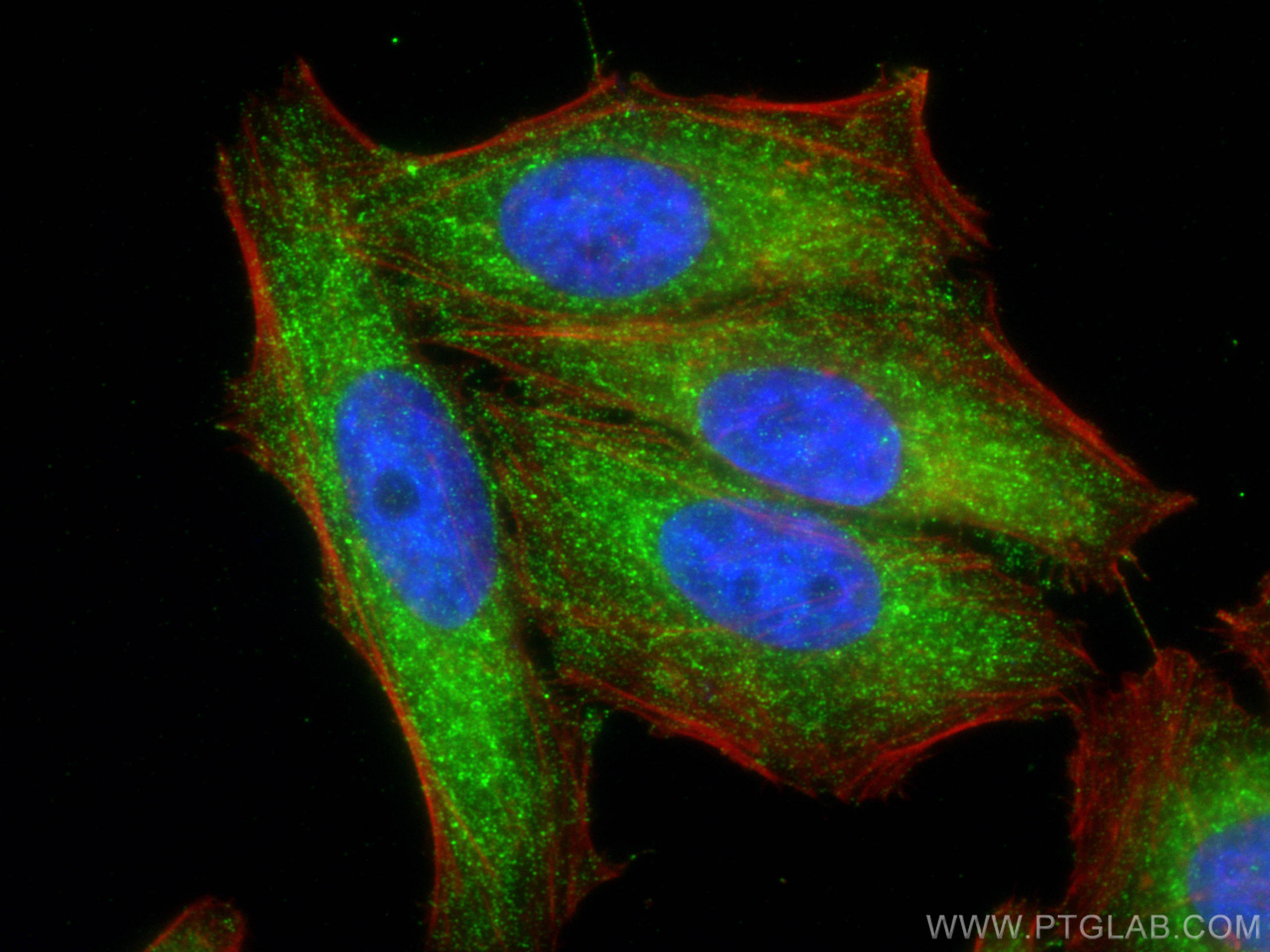 Immunofluorescence (IF) / fluorescent staining of HepG2 cells using HIBCH Monoclonal antibody (68157-1-Ig)