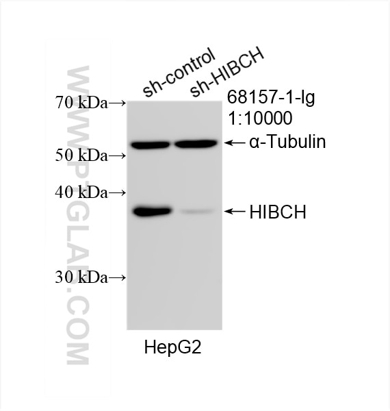 Western Blot (WB) analysis of HepG2 cells using HIBCH Monoclonal antibody (68157-1-Ig)
