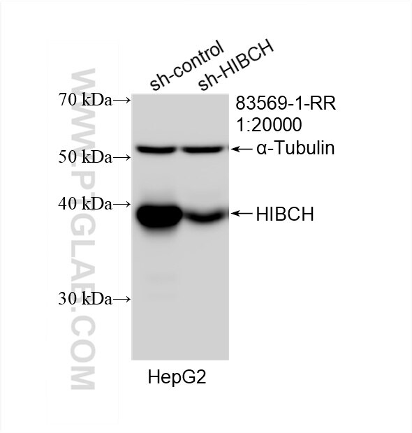 Western Blot (WB) analysis of HepG2 cells using HIBCH Recombinant antibody (83569-1-RR)