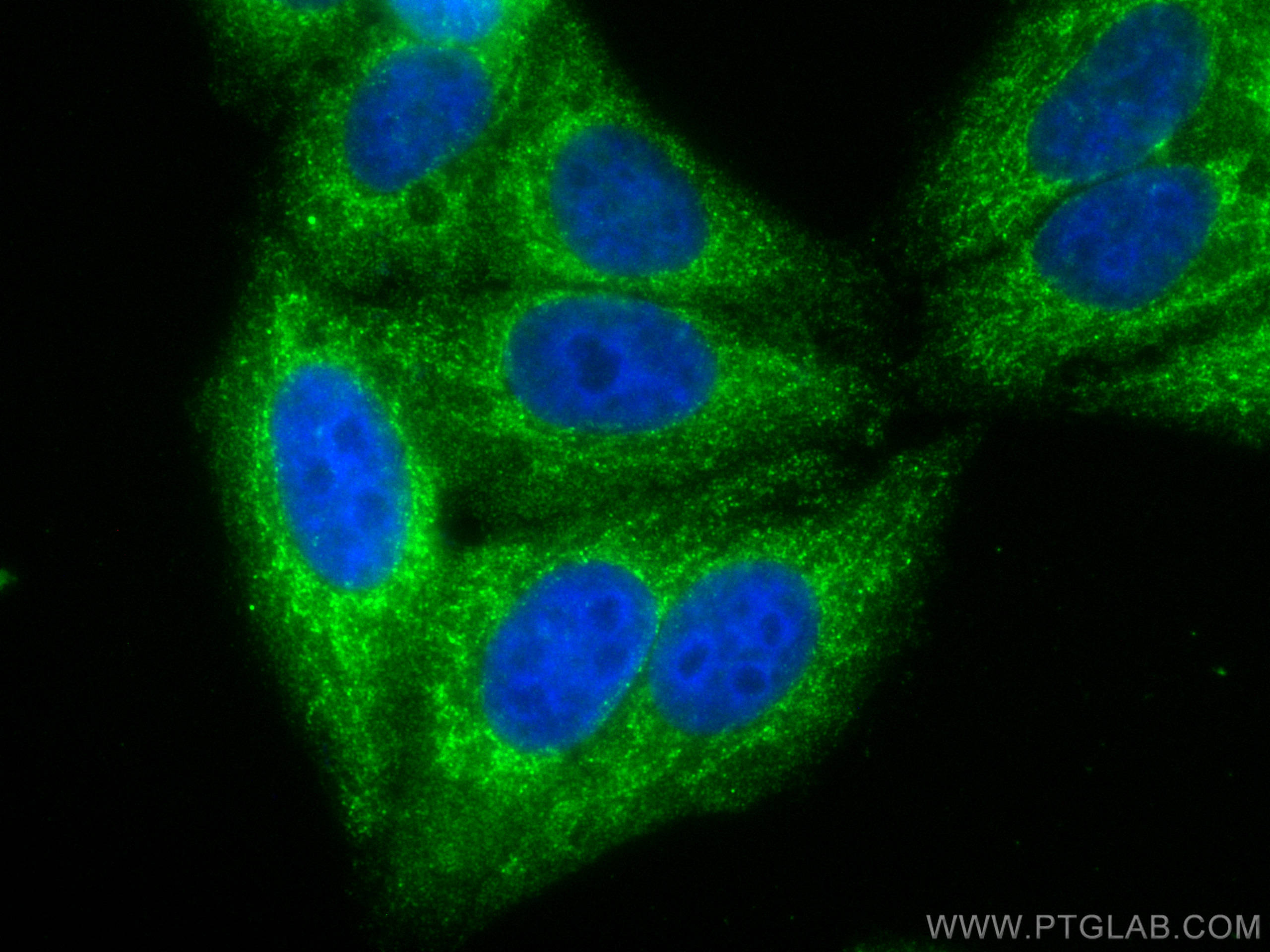 Immunofluorescence (IF) / fluorescent staining of HepG2 cells using CoraLite® Plus 488-conjugated HIBCH Monoclonal ant (CL488-68157)