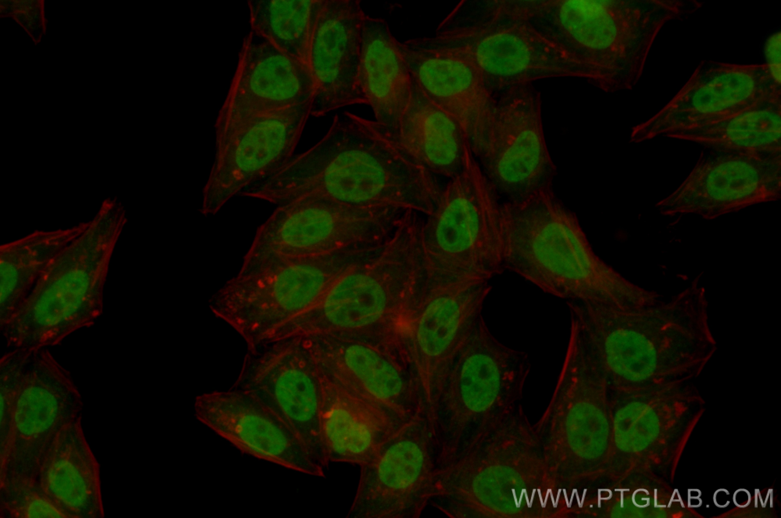 Immunofluorescence (IF) / fluorescent staining of HepG2 cells using CoraLite® Plus 488-conjugated HIC2 Recombinant ant (CL488-83162-7)