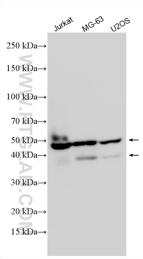 Western Blot (WB) analysis of various lysates using HICE1 Polyclonal antibody (33973-1-AP)