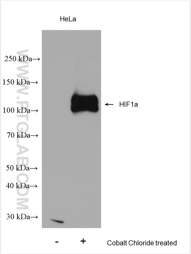 Western Blot (WB) analysis of various lysates using HIF-1 alpha Polyclonal antibody (20960-1-AP)