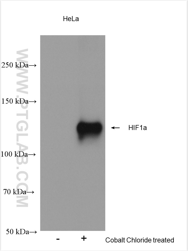 Western Blot (WB) analysis of various lysates using HIF-1 alpha Polyclonal antibody (20960-1-AP)