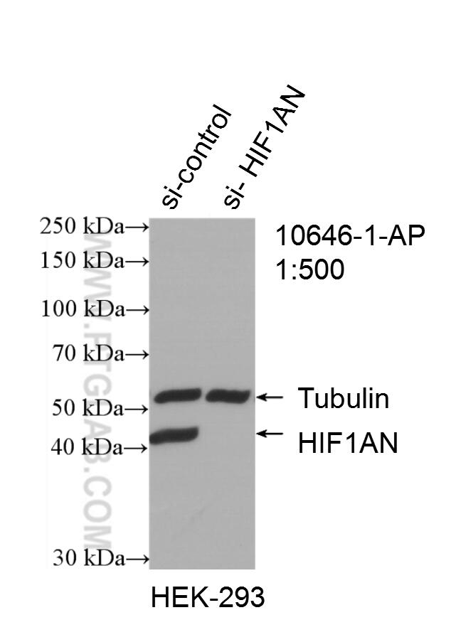 Western Blot (WB) analysis of HEK-293 cells using HIF1AN Polyclonal antibody (10646-1-AP)