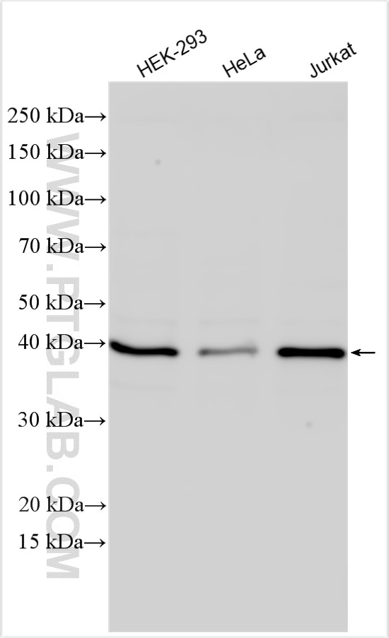 Western Blot (WB) analysis of various lysates using HIF1AN Polyclonal antibody (10646-1-AP)