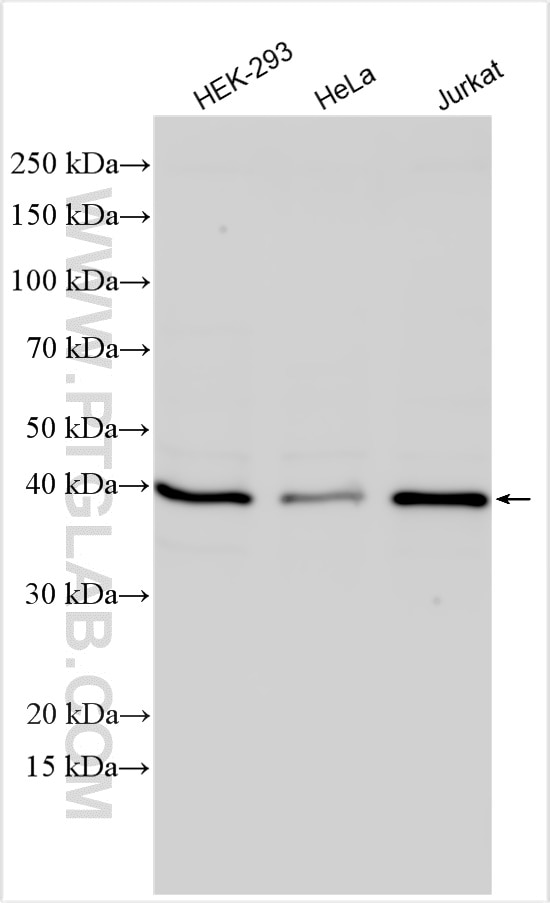 WB analysis using 10646-1-AP