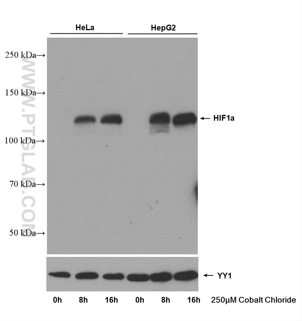 Western Blot (WB) analysis of HeLa cells using HIF-1 alpha Monoclonal antibody (66730-1-Ig)