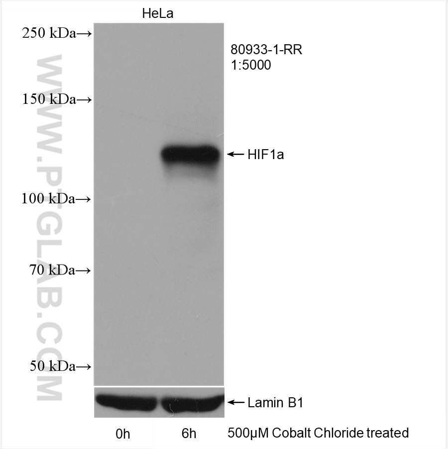 Western Blot (WB) analysis of HeLa cells using HIF-1 alpha Recombinant antibody (80933-1-RR)