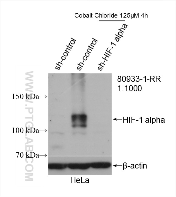 Western Blot (WB) analysis of HeLa cells using HIF-1 alpha Recombinant antibody (80933-1-RR)