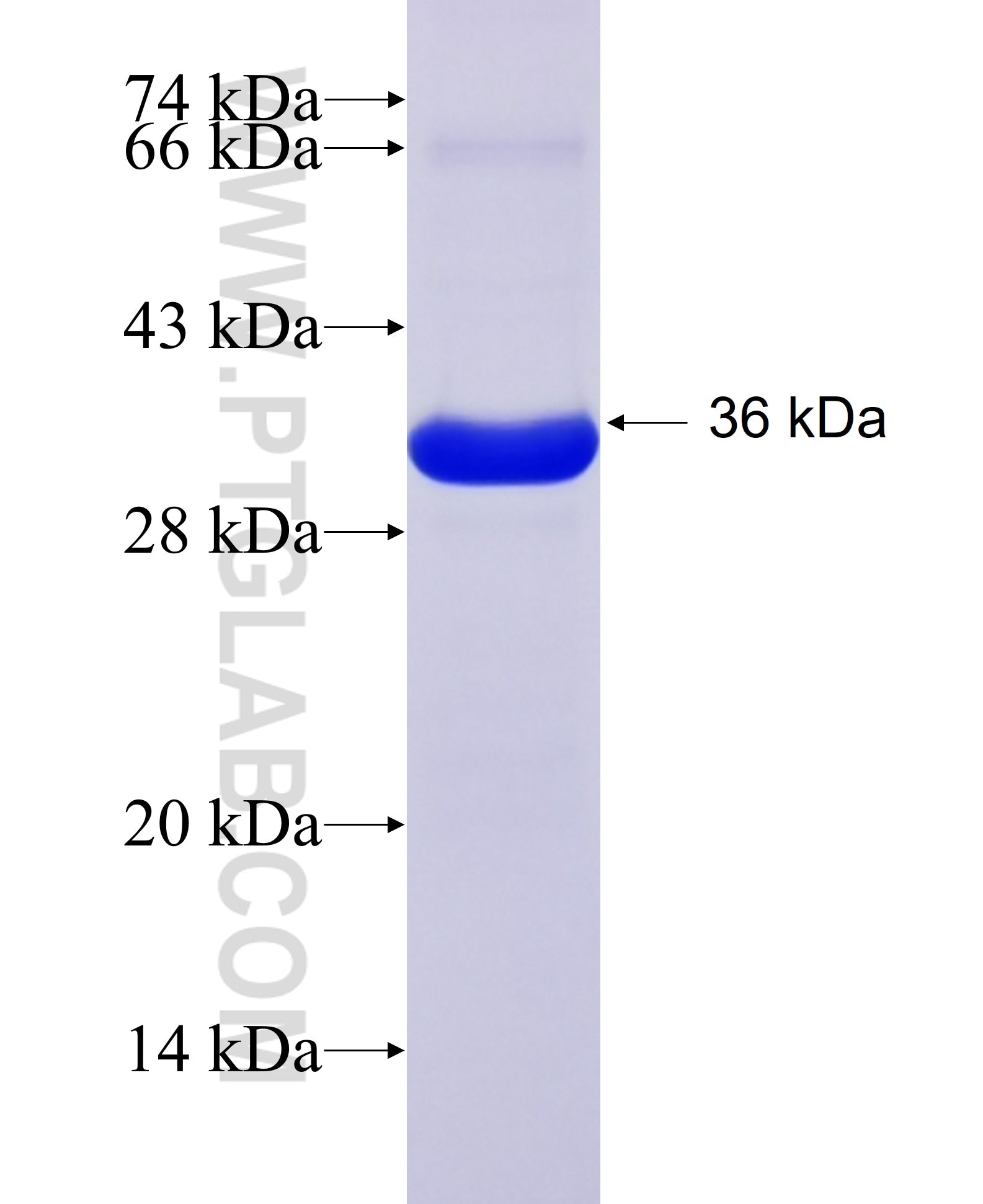 HIF1a fusion protein Ag15632 SDS-PAGE