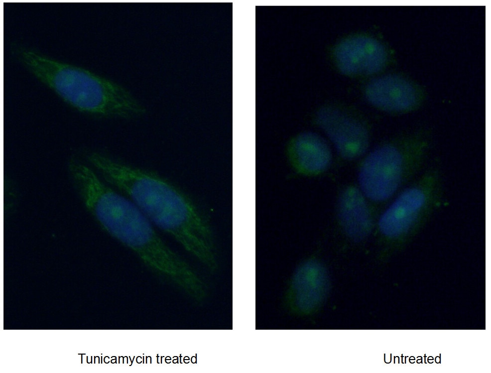 Immunofluorescence (IF) / fluorescent staining of HepG2 cells using HIF3A Polyclonal antibody (27650-1-AP)