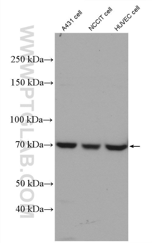 Western Blot (WB) analysis of A431 cells using HIF3A Polyclonal antibody (27650-1-AP)