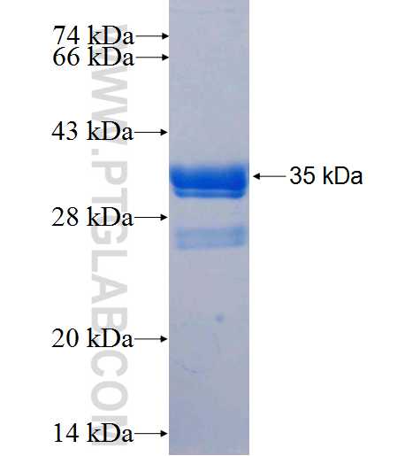 HIF3A fusion protein Ag26574 SDS-PAGE
