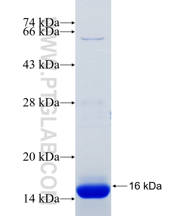 HIF3A fusion protein Ag34542 SDS-PAGE