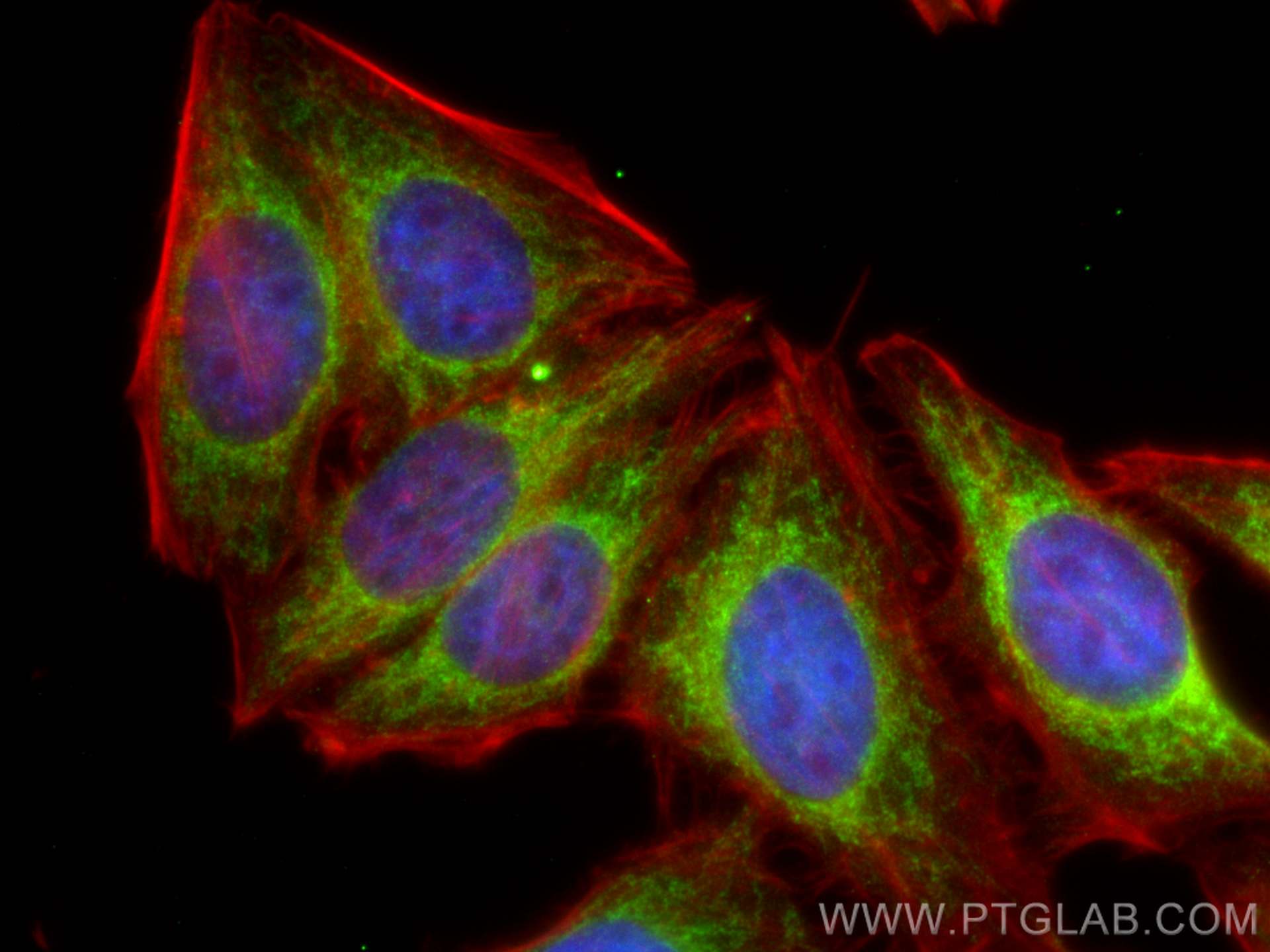 Immunofluorescence (IF) / fluorescent staining of HepG2 cells using HIGD1A Polyclonal antibody (21749-1-AP)