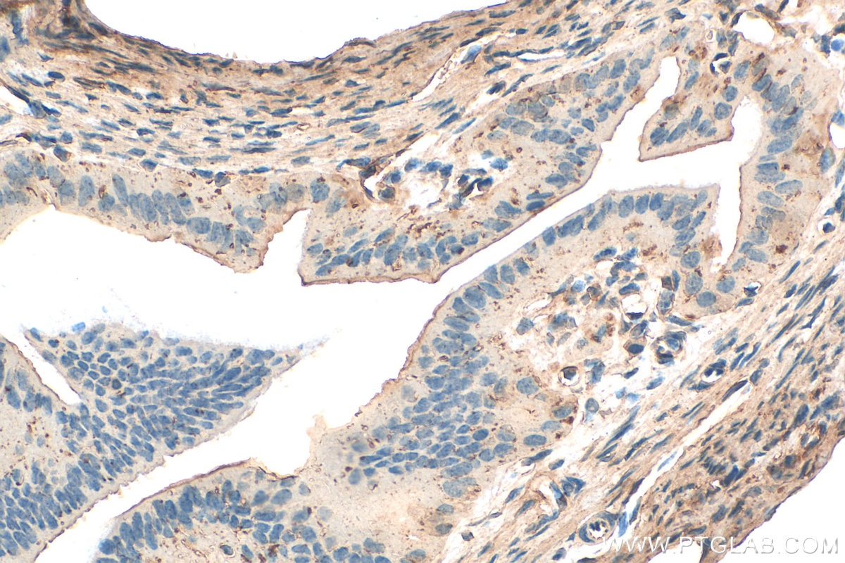 Immunohistochemistry (IHC) staining of mouse ovary tissue using HIGD1A Polyclonal antibody (21749-1-AP)