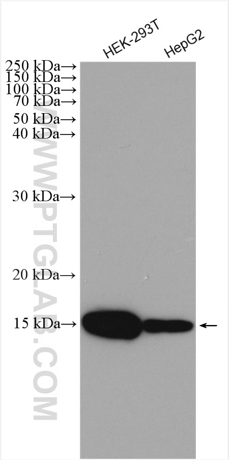 Western Blot (WB) analysis of various lysates using HIGD1A Polyclonal antibody (21749-1-AP)