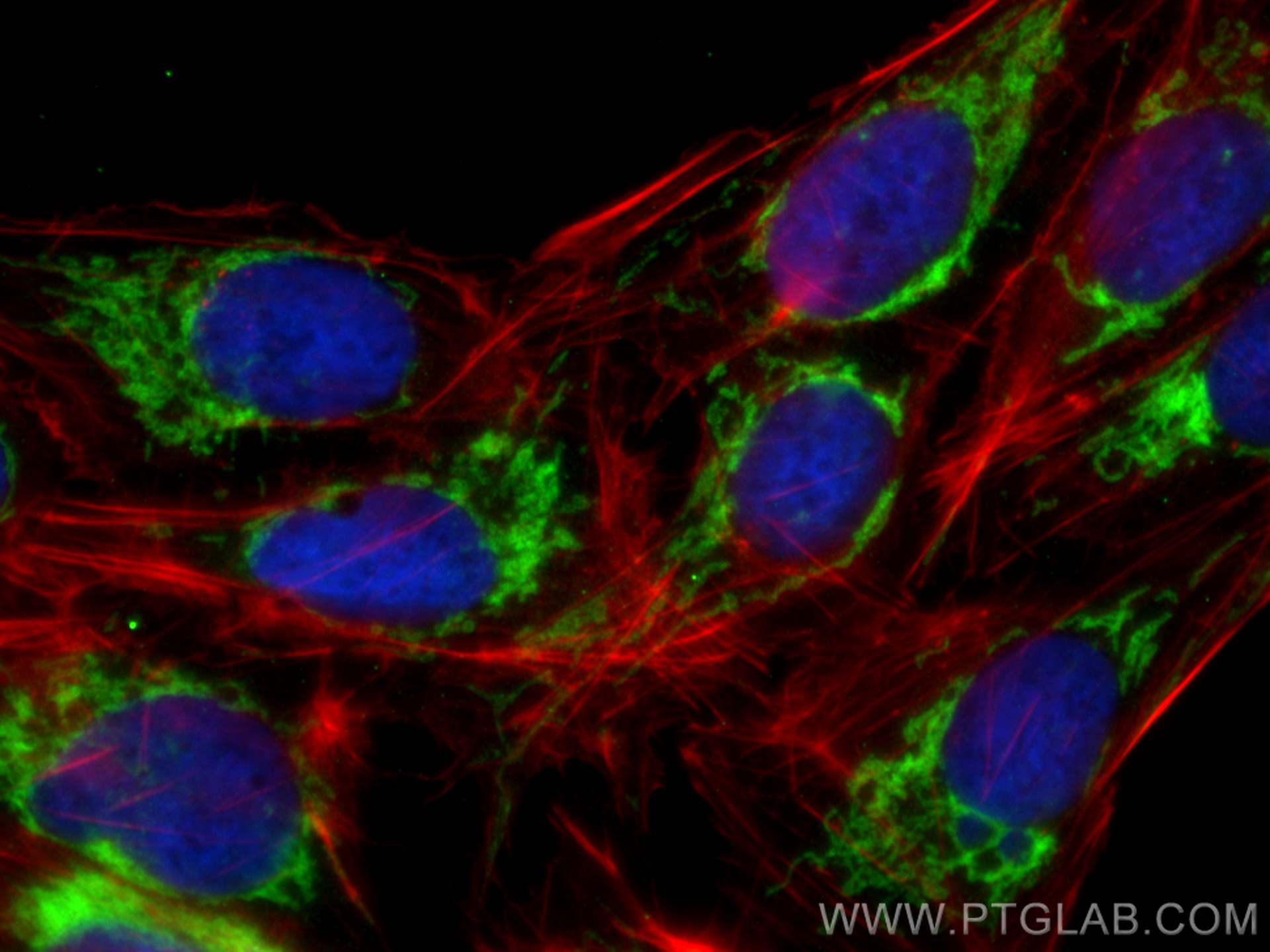 Immunofluorescence (IF) / fluorescent staining of U2OS cells using HIGD1A Monoclonal antibody (68231-1-Ig)