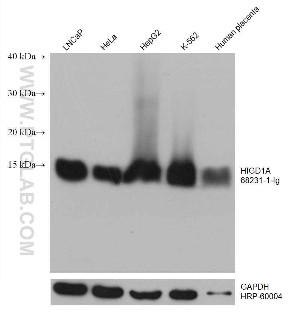 Western Blot (WB) analysis of various lysates using HIGD1A Monoclonal antibody (68231-1-Ig)