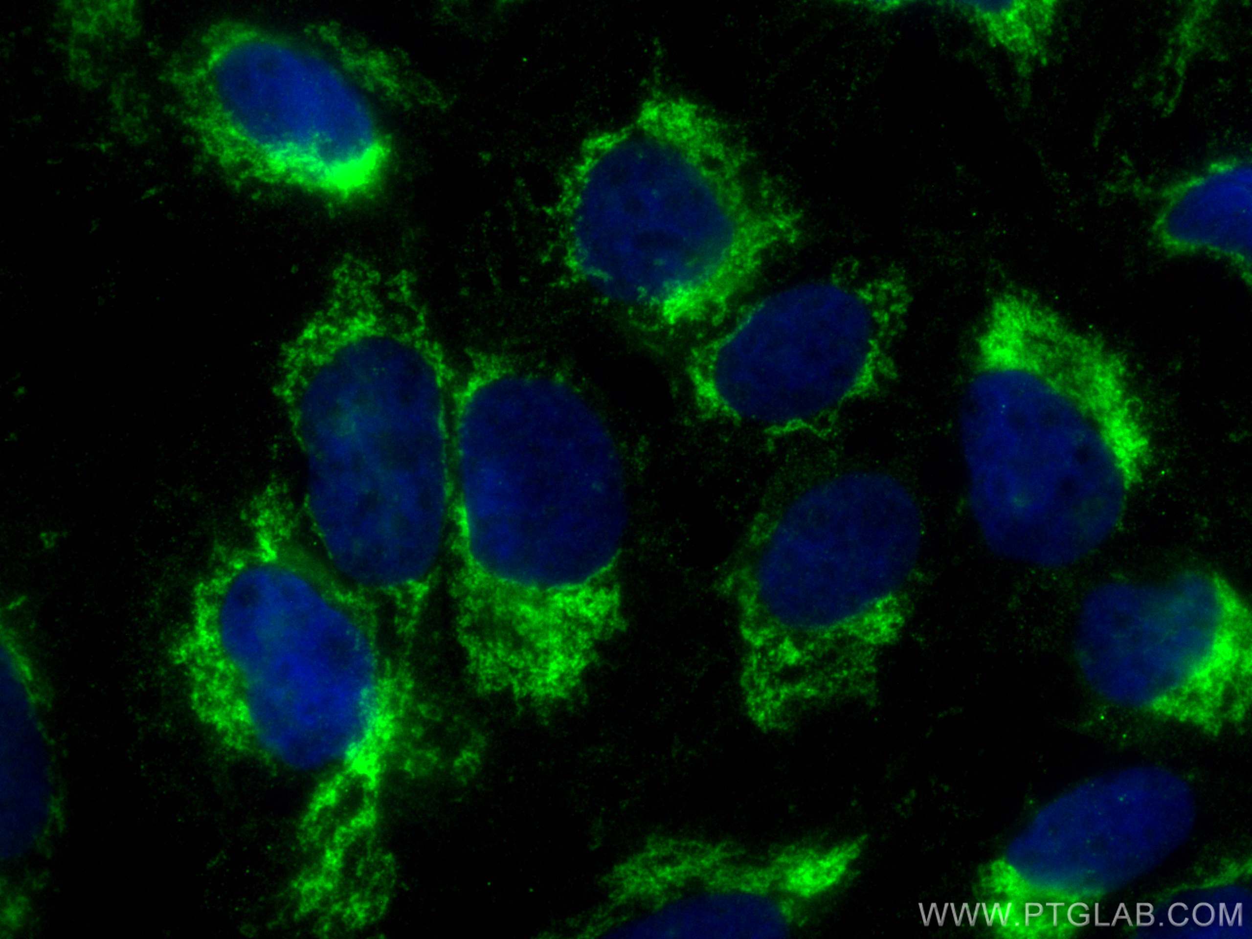 Immunofluorescence (IF) / fluorescent staining of U2OS cells using CoraLite® Plus 488-conjugated HIGD1A Monoclonal an (CL488-68231)