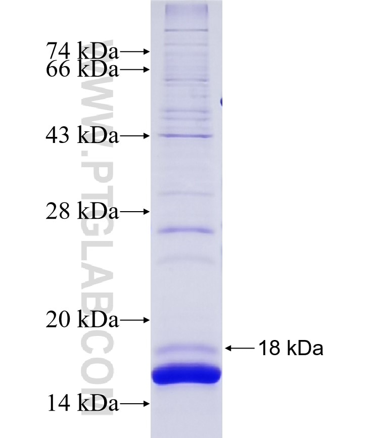 HIGD1A fusion protein Ag14027 SDS-PAGE