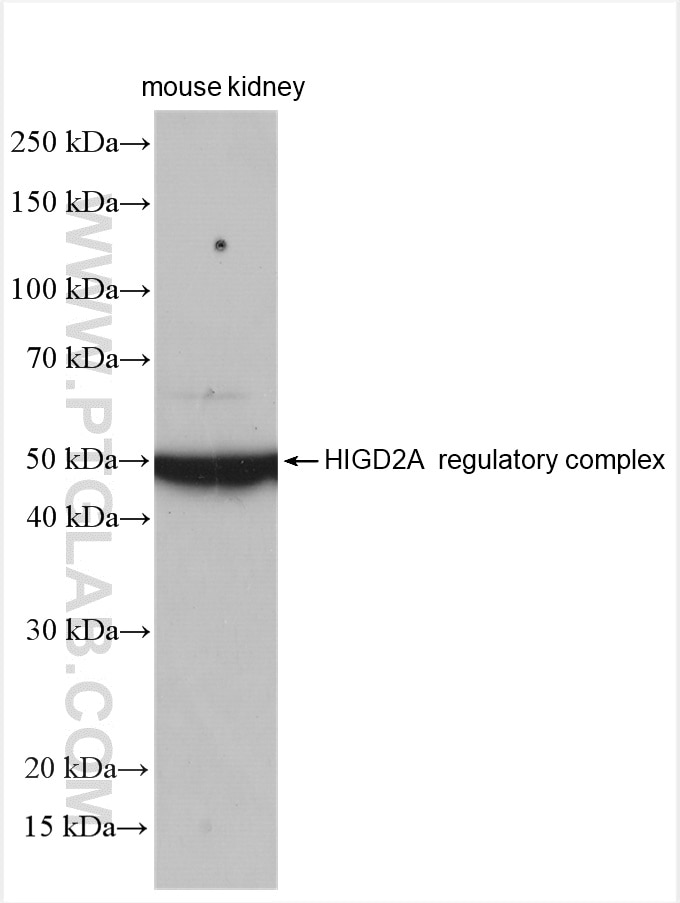 Western Blot (WB) analysis of mouse kidney tissue using HIGD2A Polyclonal antibody (21415-1-AP)