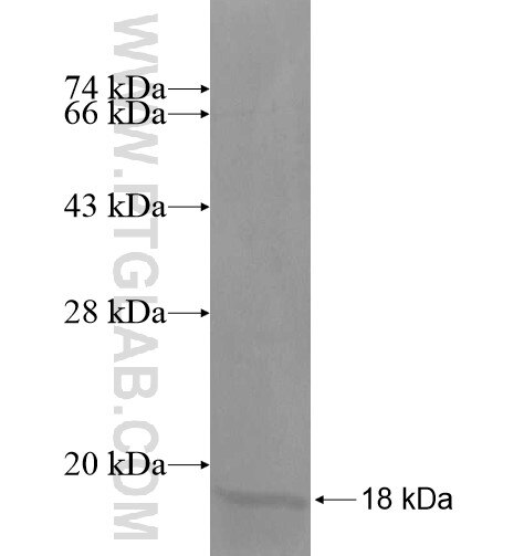 HIGD2A fusion protein Ag15134 SDS-PAGE