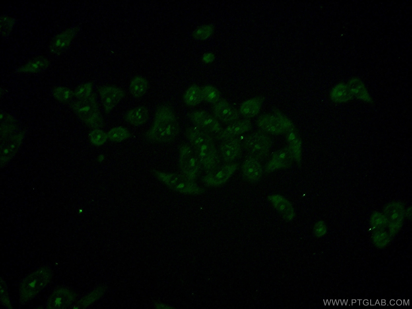 Immunofluorescence (IF) / fluorescent staining of L02 cells using HINFP Polyclonal antibody (10066-2-AP)