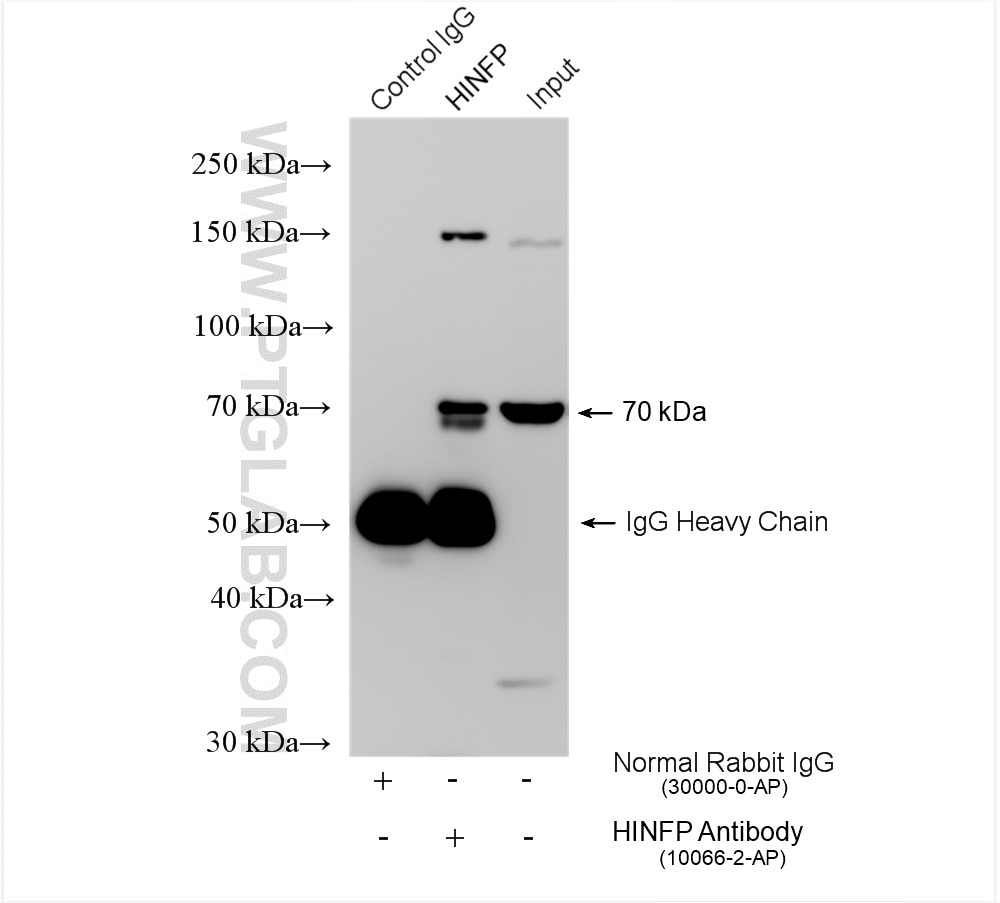 Immunoprecipitation (IP) experiment of L02 cells using HINFP Polyclonal antibody (10066-2-AP)