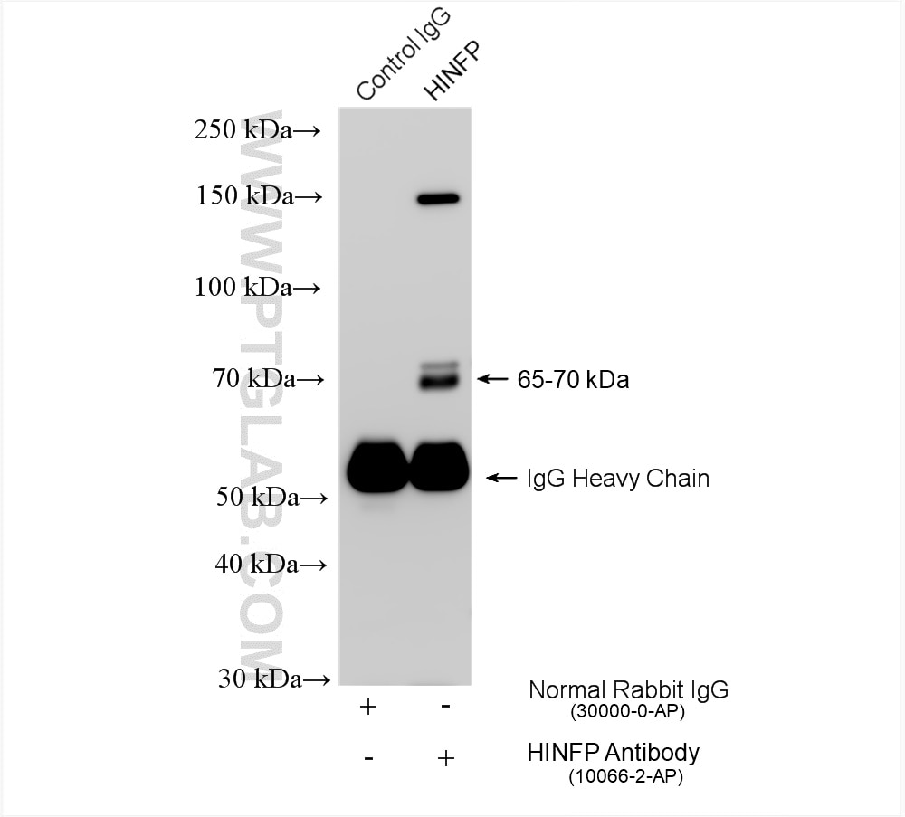 Immunoprecipitation (IP) experiment of L02 cells using HINFP Polyclonal antibody (10066-2-AP)