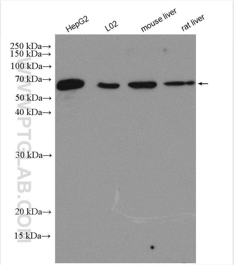 Western Blot (WB) analysis of various lysates using HINFP Polyclonal antibody (10066-2-AP)