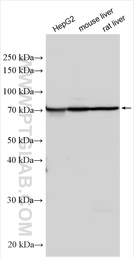 Western Blot (WB) analysis of various lysates using HINFP Polyclonal antibody (10066-2-AP)
