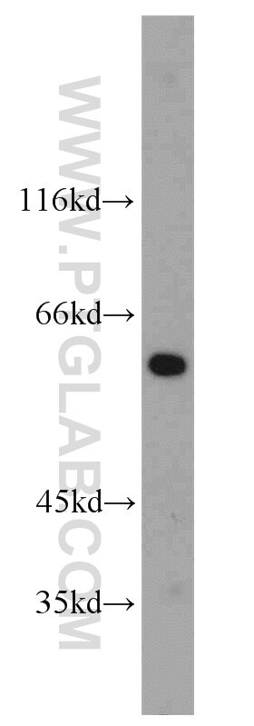 Western Blot (WB) analysis of human liver tissue using HINFP Polyclonal antibody (10066-2-AP)