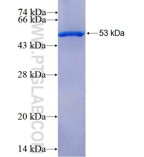 HINFP fusion protein Ag0115 SDS-PAGE